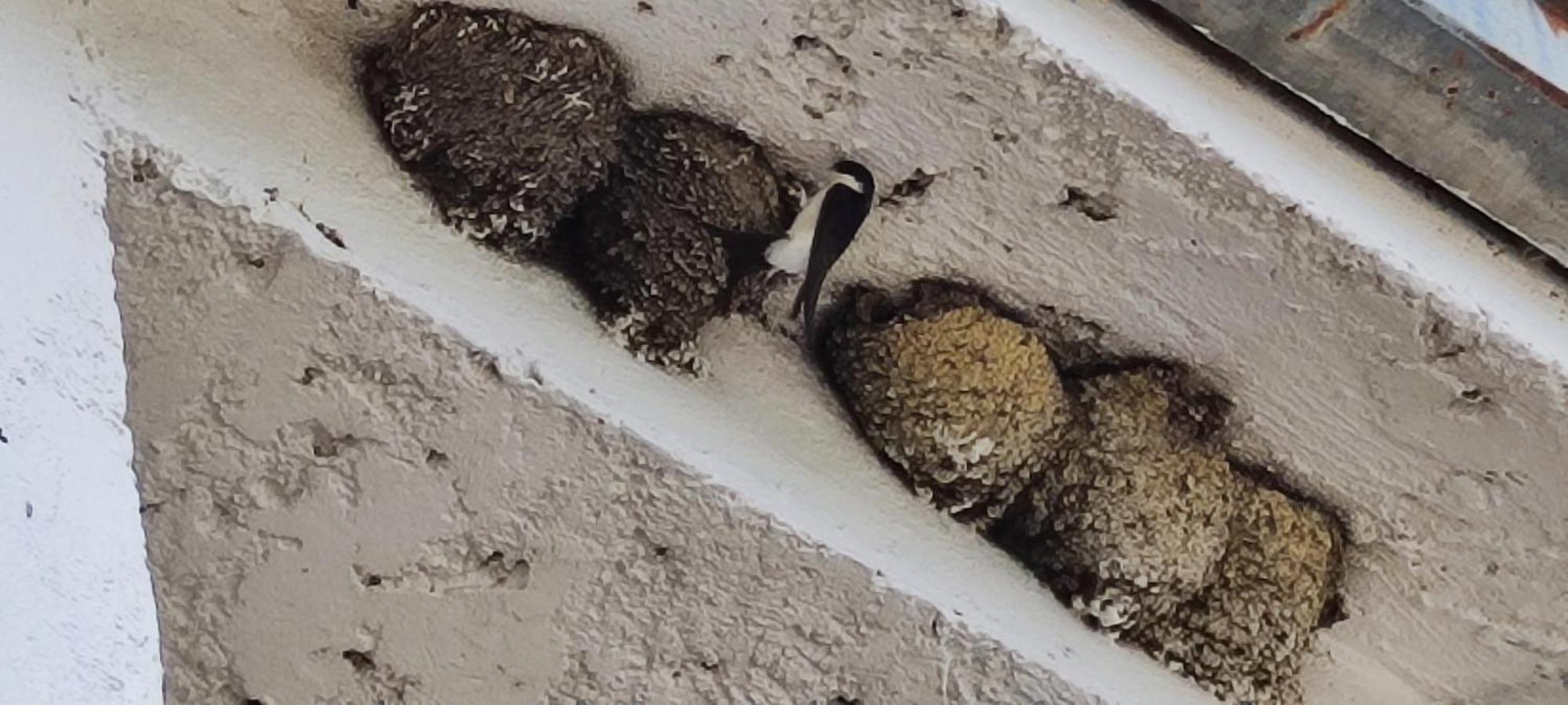 Ferrara di Monte Baldo Agriturismo Preeleヴィラ エクステリア 写真